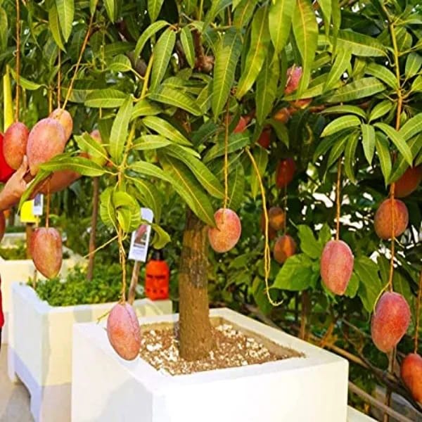 Thai Vistara🥭🥭🥭 Mango Grafting Fruit Plant (1.5-3 Feet Height Pack Of 1)