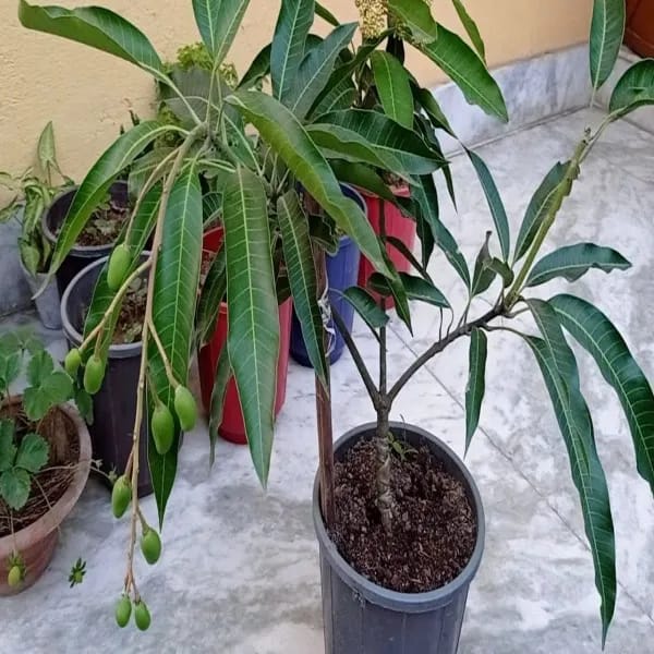 Thai Vistara🥭🥭🥭 Mango Grafting Fruit Plant (1.5-3 Feet Height Pack Of 1)