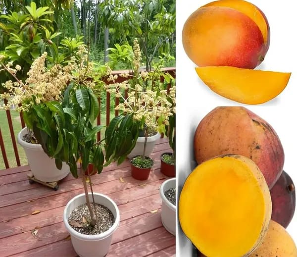 Thai Vistara🥭🥭🥭 Mango Grafting Fruit Plant (1.5-3 Feet Height Pack Of 1)