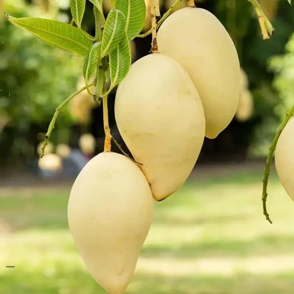 Thai White Doc Mai Mango🥭🥭🥭 Grafting Fruit Plant (1.5-3 Feet Height Pack Of 1)