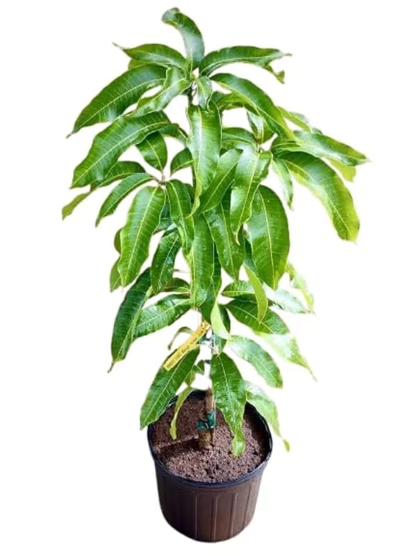 Thai White Doc Mai Mango🥭🥭🥭 Grafting Fruit Plant (1.5-3 Feet Height Pack Of 1)
