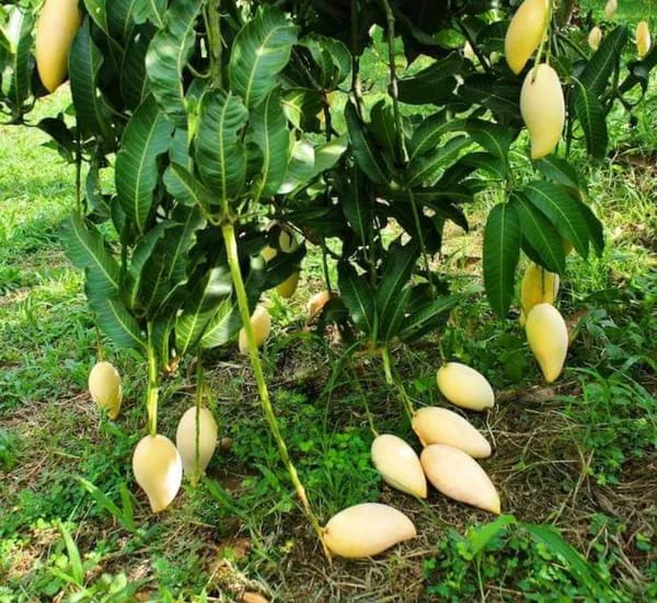 Thai White Doc Mai Mango🥭🥭🥭 Grafting Fruit Plant (1.5-3 Feet Height Pack Of 1)