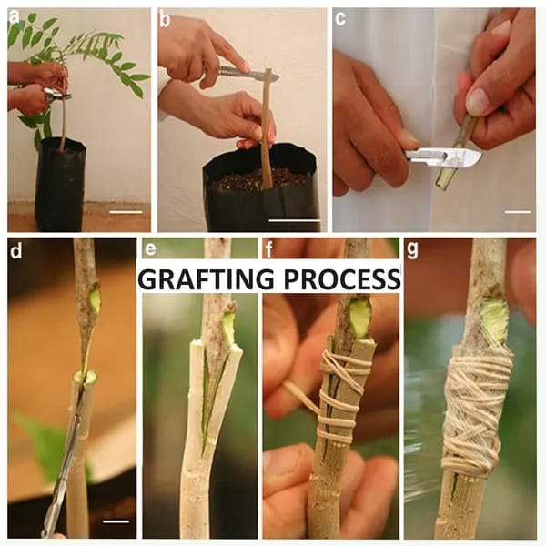 Thai White Doc Mai Mango🥭🥭🥭 Grafting Fruit Plant (1.5-3 Feet Height Pack Of 1)