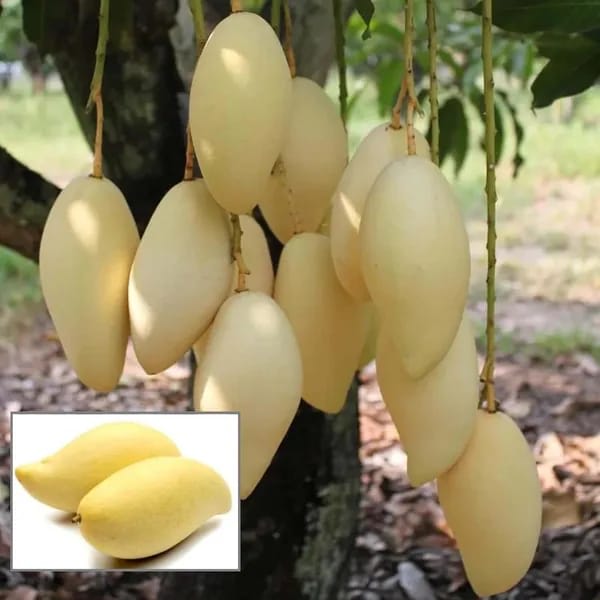 Thai White Doc Mai Mango🥭🥭🥭 Grafting Fruit Plant (1.5-3 Feet Height Pack Of 1)