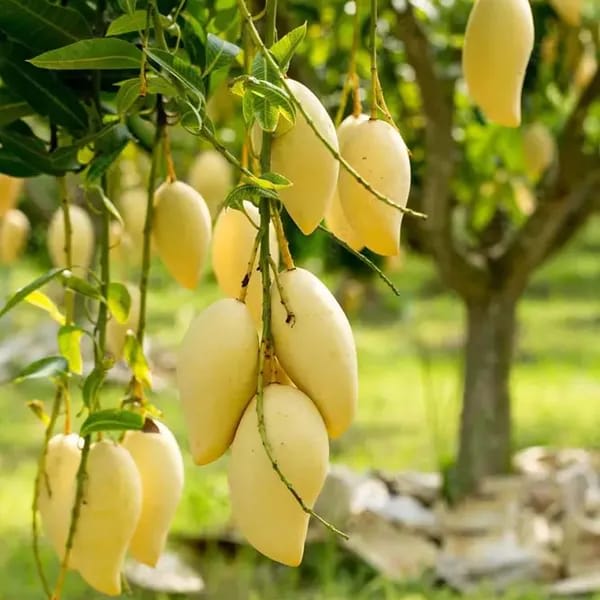Thai White Doc Mai Mango🥭🥭🥭 Grafting Fruit Plant (1.5-3 Feet Height Pack Of 1)