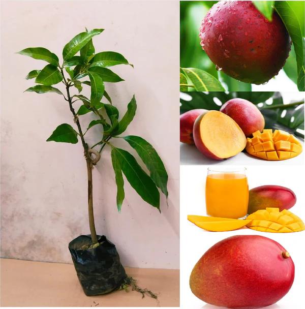 Thai Apple Mango🥭🥭🥭 Grafting Fruit Plant (1.5-3 Feet Height Pack Of -1)