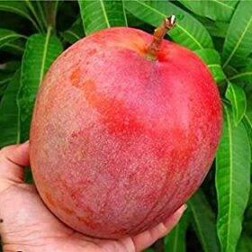 Thai Apple Mango🥭🥭🥭 Grafting Fruit Plant (1.5-3 Feet Height Pack Of -1)