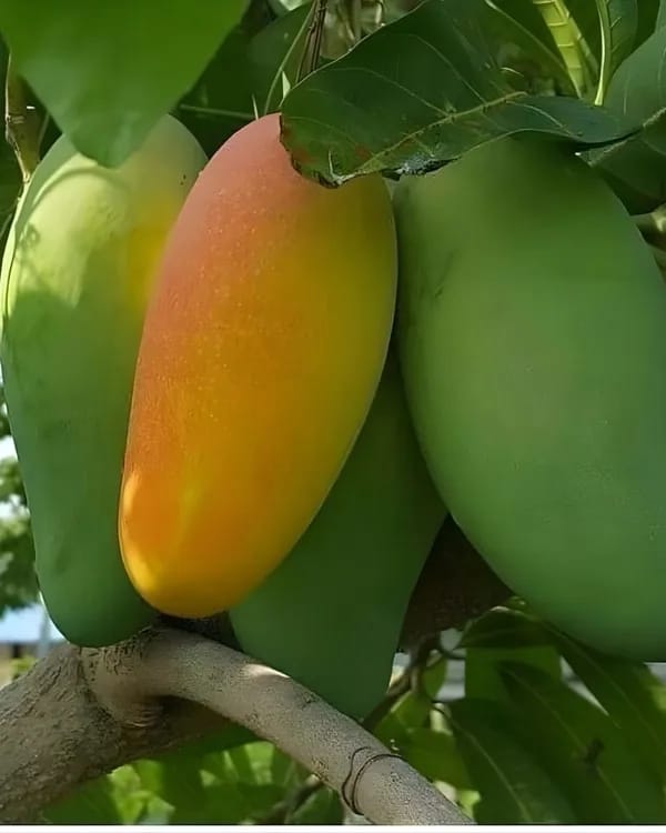Thai Bari 11 Mango🥭🥭🥭 Grafting Fruit Plant (1.5-3 Feet Height Pack Of 1)