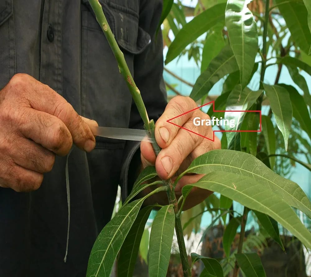 Thai Bari 11 Mango🥭🥭🥭 Grafting Fruit Plant (1.5-3 Feet Height Pack Of 1)
