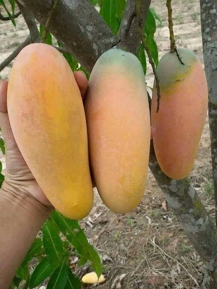 Thai Bari 11 Mango🥭🥭🥭 Grafting Fruit Plant (1.5-3 Feet Height Pack Of 1)