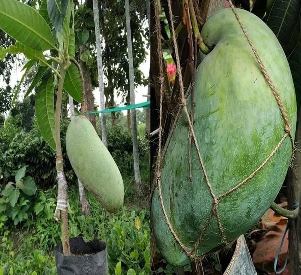 Thai Brunei King Mango🥭🥭🥭 Grafting Fruit Plant (1.5-3 Feet Height Pack Of -1)