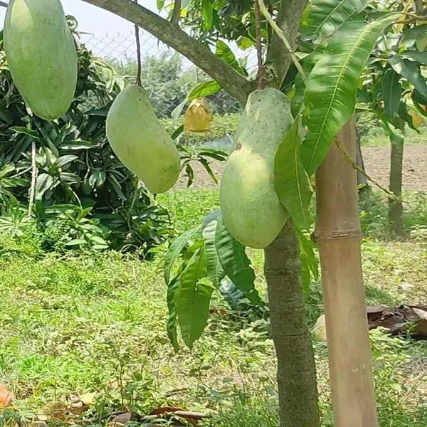 Thai Brunei King Mango🥭🥭🥭 Grafting Fruit Plant (1.5-3 Feet Height Pack Of -1)