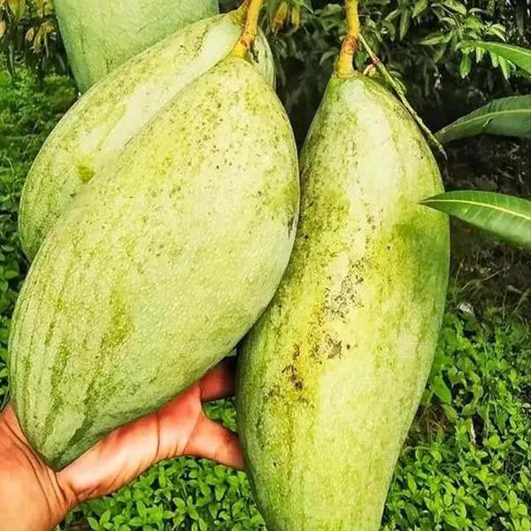 Thai Brunei King Mango🥭🥭🥭 Grafting Fruit Plant (1.5-3 Feet Height Pack Of -1)