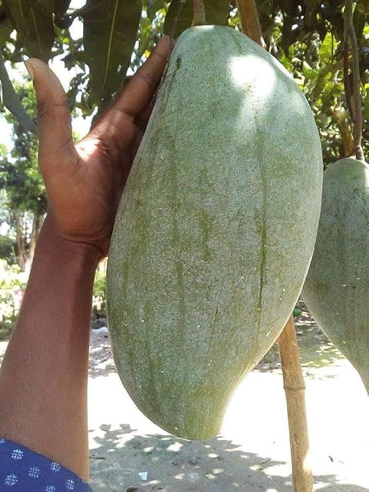 Thai Brunei King Mango🥭🥭🥭 Grafting Fruit Plant (1.5-3 Feet Height Pack Of -1)