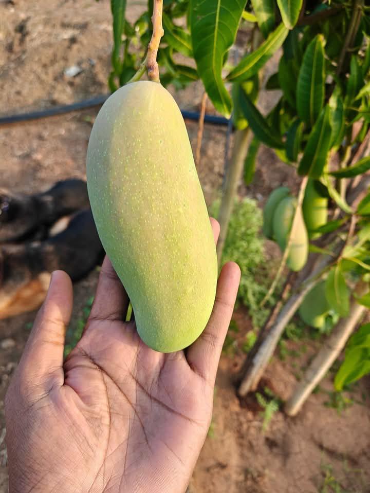 Thai Honey Dew  Mango🥭🥭🥭 Grafting Fruit Plant (1.5-3 Feet Height Pack Of -1)