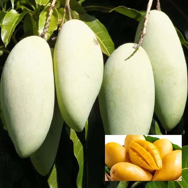 Thai Honey Dew  Mango🥭🥭🥭 Grafting Fruit Plant (1.5-3 Feet Height Pack Of -1)
