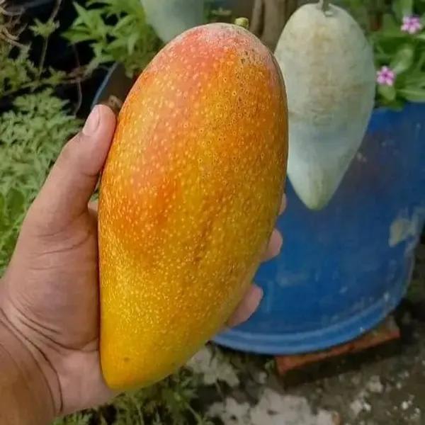 Thai Honey Dew  Mango🥭🥭🥭 Grafting Fruit Plant (1.5-3 Feet Height Pack Of -1)