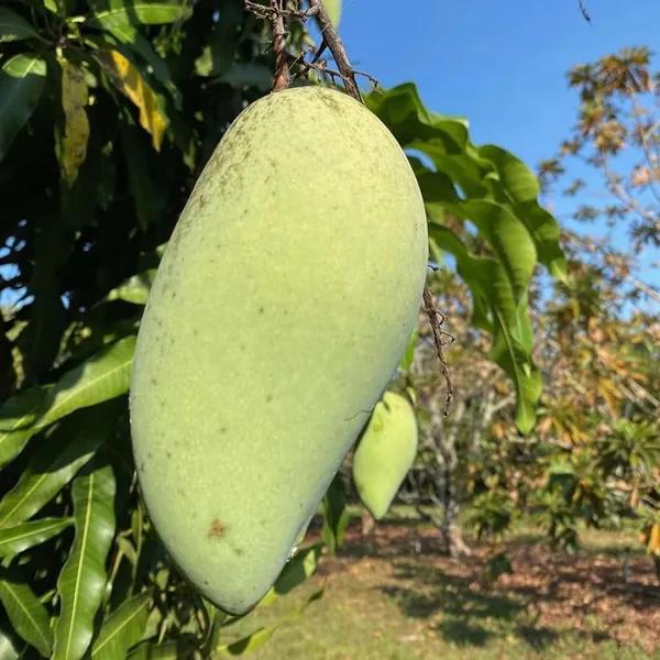 Thai Honey Dew  Mango🥭🥭🥭 Grafting Fruit Plant (1.5-3 Feet Height Pack Of -1)