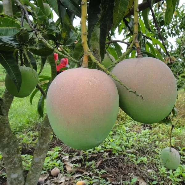 Thai R2E2  Mango🥭🥭🥭 Grafting Fruit Plant (1.5-3 Feet Height Pack Of -1)