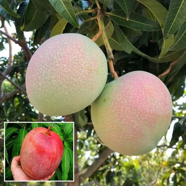 Thai R2E2  Mango🥭🥭🥭 Grafting Fruit Plant (1.5-3 Feet Height Pack Of -1)