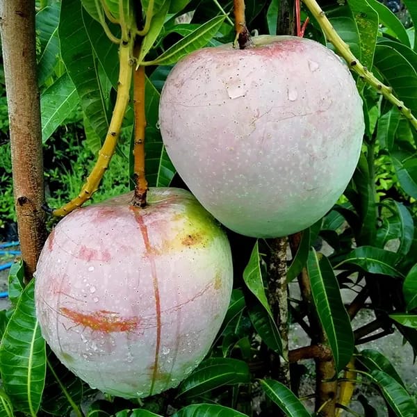 Thai R2E2  Mango🥭🥭🥭 Grafting Fruit Plant (1.5-3 Feet Height Pack Of -1)