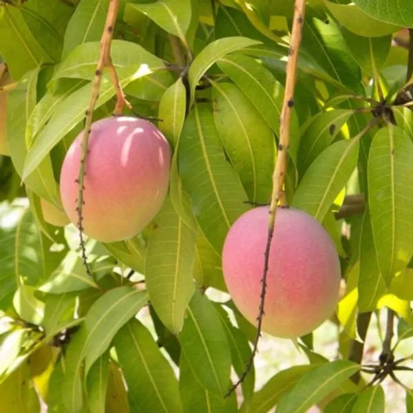 Thai R2E2  Mango🥭🥭🥭 Grafting Fruit Plant (1.5-3 Feet Height Pack Of -1)