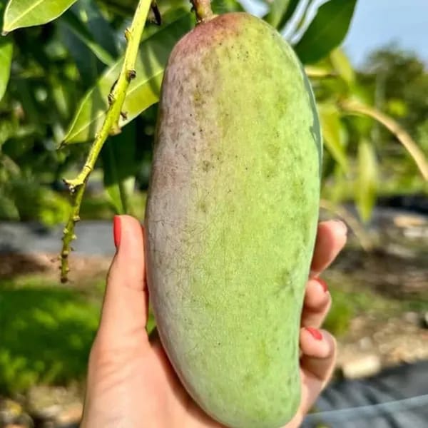 Thai Red Banana Mango🥭🥭🥭 Grafting Fruit Plant (1.5-3 Feet Height Pack Of 1)