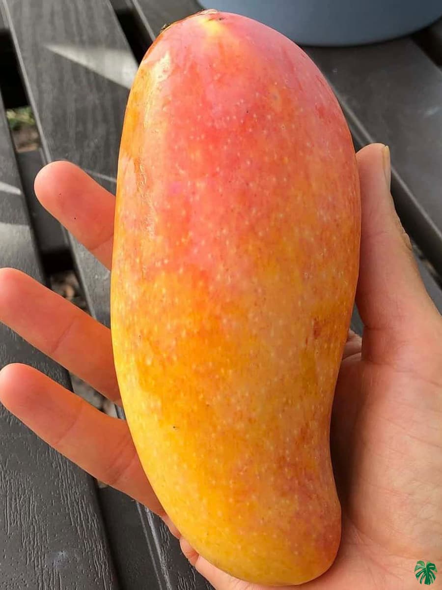 Thai Red Banana Mango🥭🥭🥭 Grafting Fruit Plant (1.5-3 Feet Height Pack Of 1)