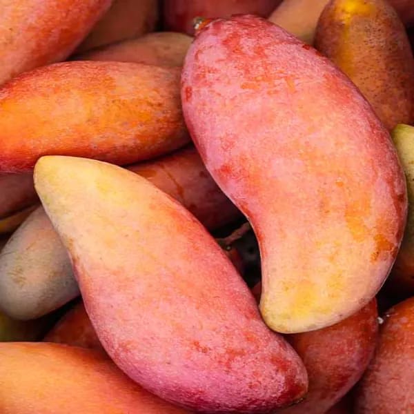Thai Red Banana Mango🥭🥭🥭 Grafting Fruit Plant (1.5-3 Feet Height Pack Of 1)