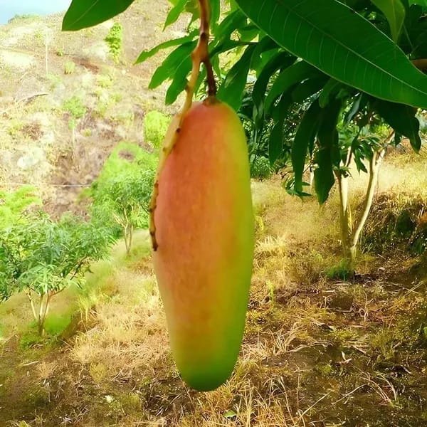 Thai Red Banana Mango🥭🥭🥭 Grafting Fruit Plant (1.5-3 Feet Height Pack Of 1)
