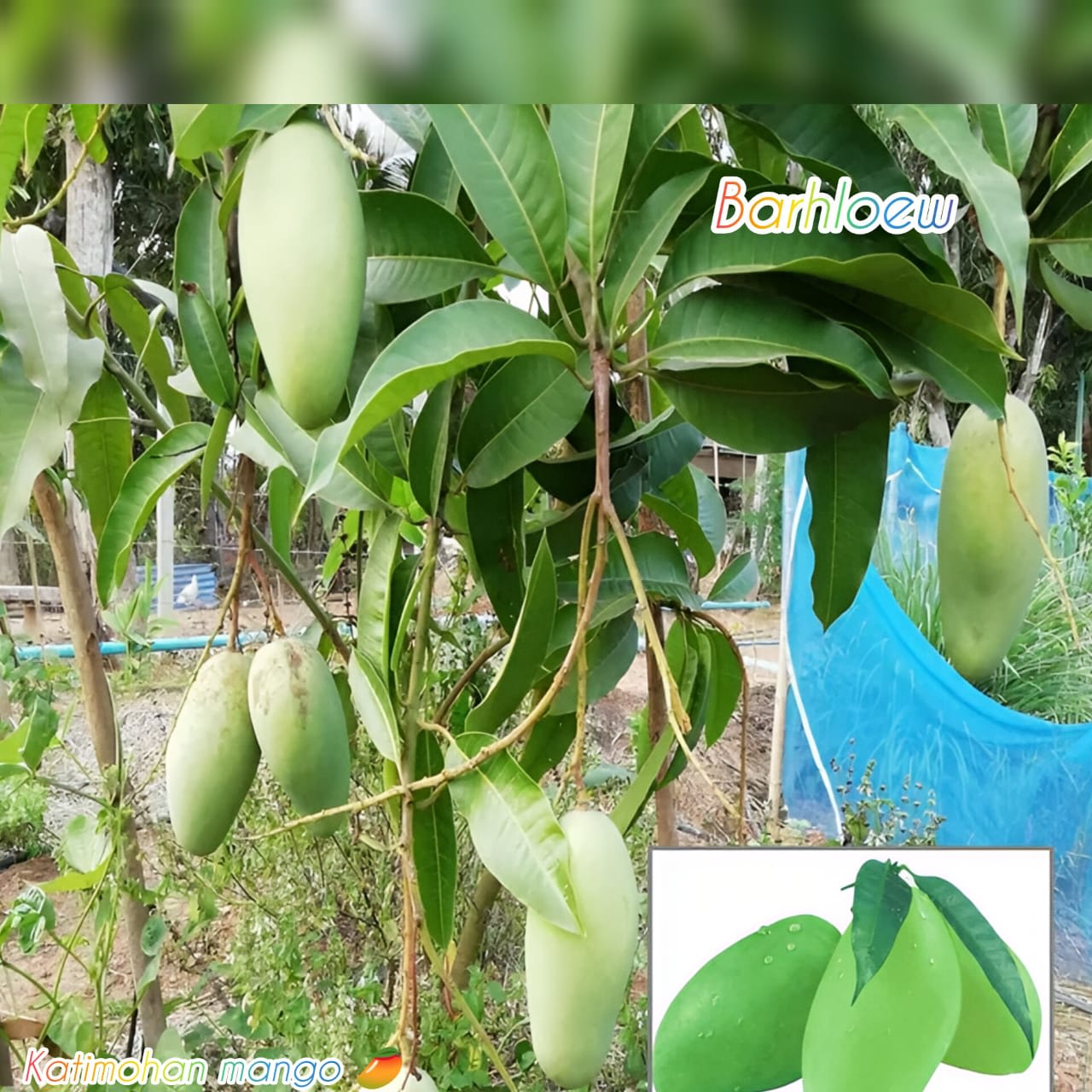 Thai Sweet Katimohan Chausa Mango 🥭🥭🥭 Grafting Fruit Live Plant (1.5-3 Feet Height Pack Of 1)