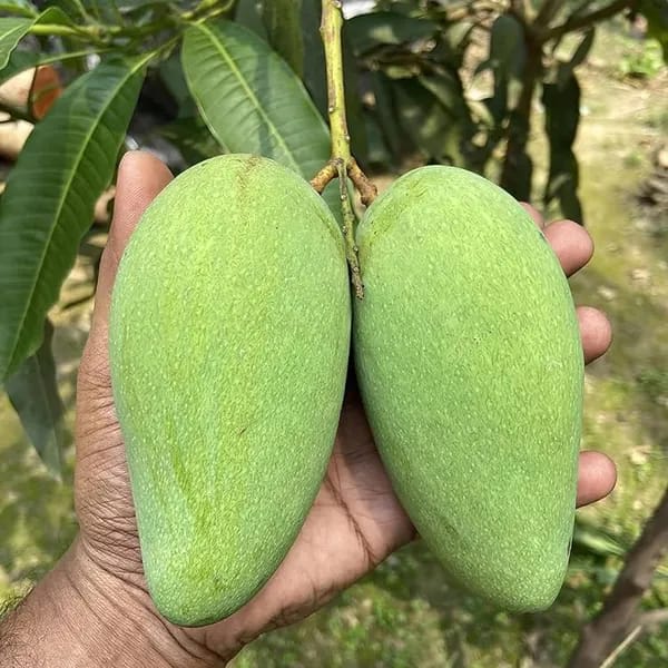 Thai Sweet Katimohan Chausa Mango 🥭🥭🥭 Grafting Fruit Live Plant (1.5-3 Feet Height Pack Of 1)