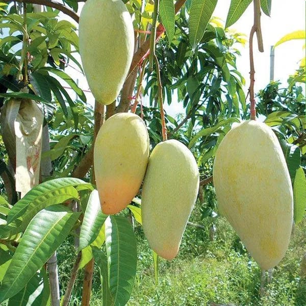 Thai Sweet Katimohan Chausa Mango 🥭🥭🥭 Grafting Fruit Live Plant (1.5-3 Feet Height Pack Of 1)