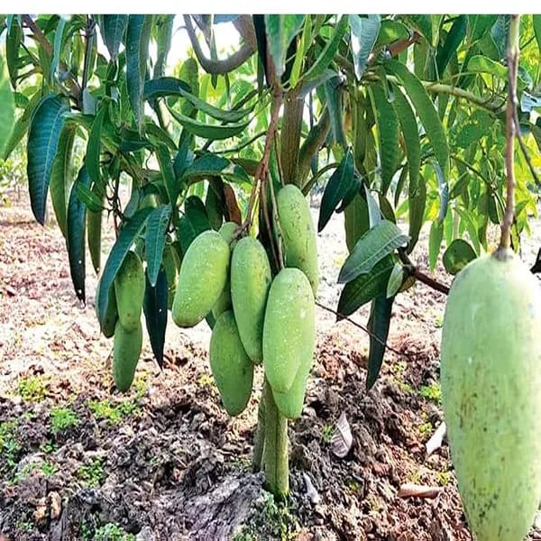Thai Sweet Katimohan Chausa Mango 🥭🥭🥭 Grafting Fruit Live Plant (1.5-3 Feet Height Pack Of 1)