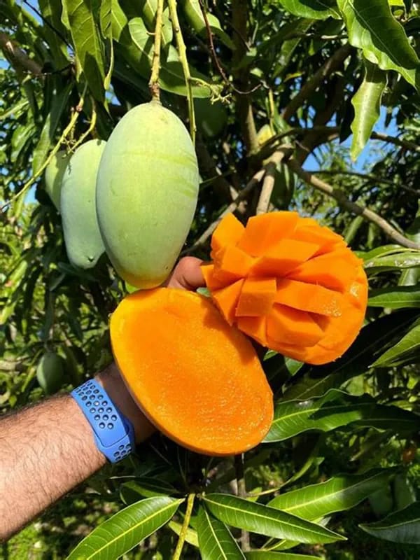 Thai Sweet Katimohan Chausa Mango 🥭🥭🥭 Grafting Fruit Live Plant (1.5-3 Feet Height Pack Of 1)