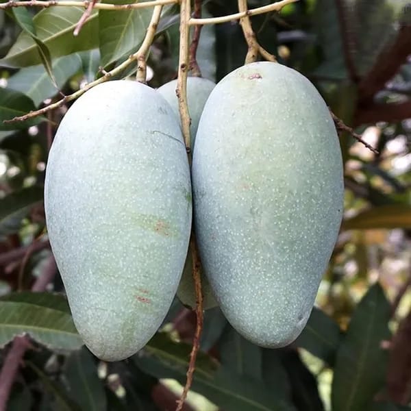 Thai Sweet Katimohan Chausa Mango 🥭🥭🥭 Grafting Fruit Live Plant (1.5-3 Feet Height Pack Of 1)