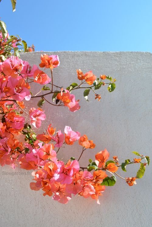 Thimma Peach Bougainvillea  (Pack Of 1)
