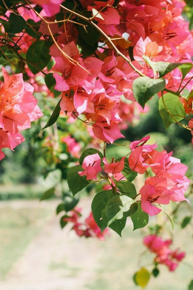 Thimma Peach Bougainvillea  (Pack Of 1)