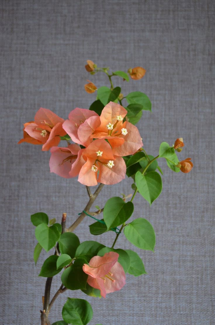 Thimma Peach Bougainvillea  (Pack Of 1)