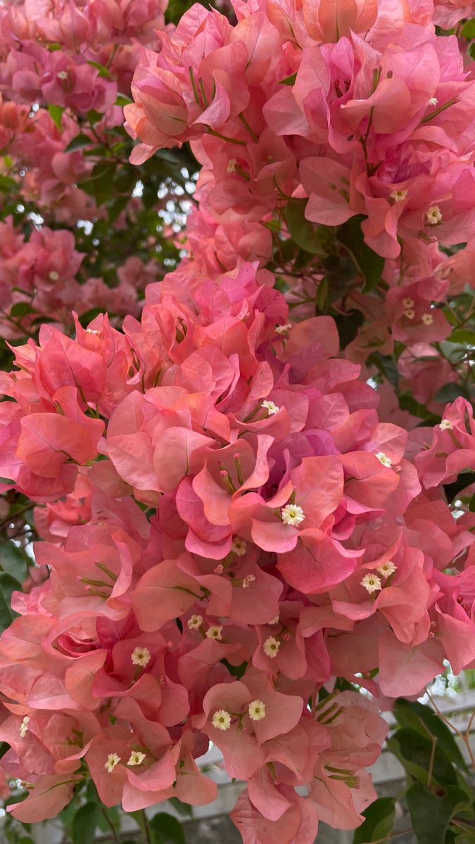Thimma Peach Bougainvillea  (Pack Of 1)