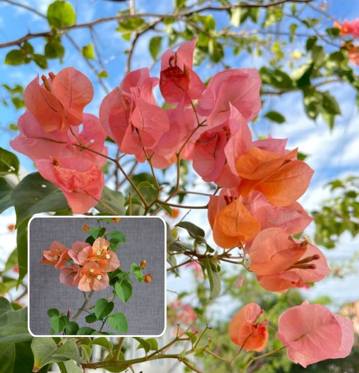 Thimma Peach Bougainvillea  (Pack Of 1)