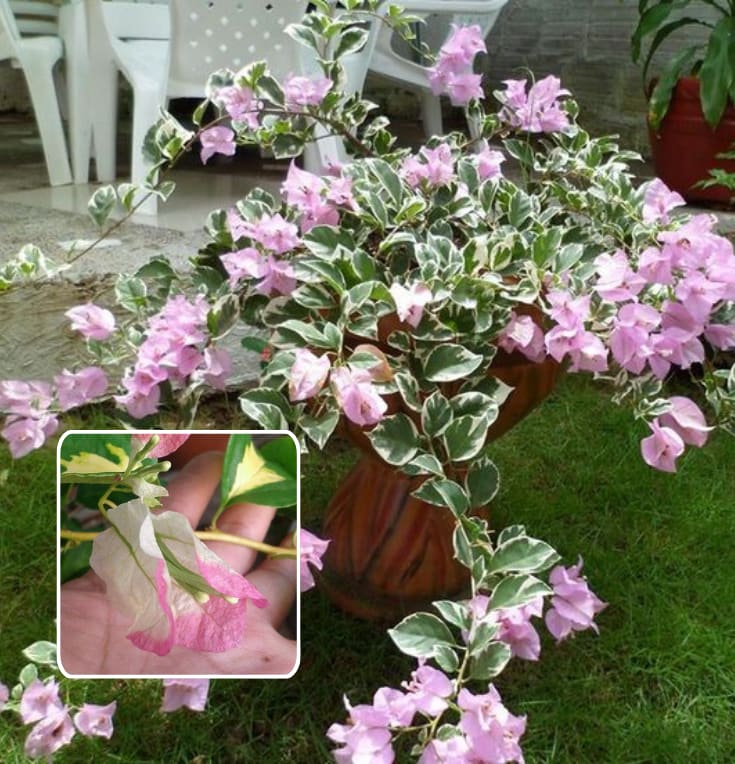 Tigher Brunei Bougainvillea Plant  (Pack Of 1)