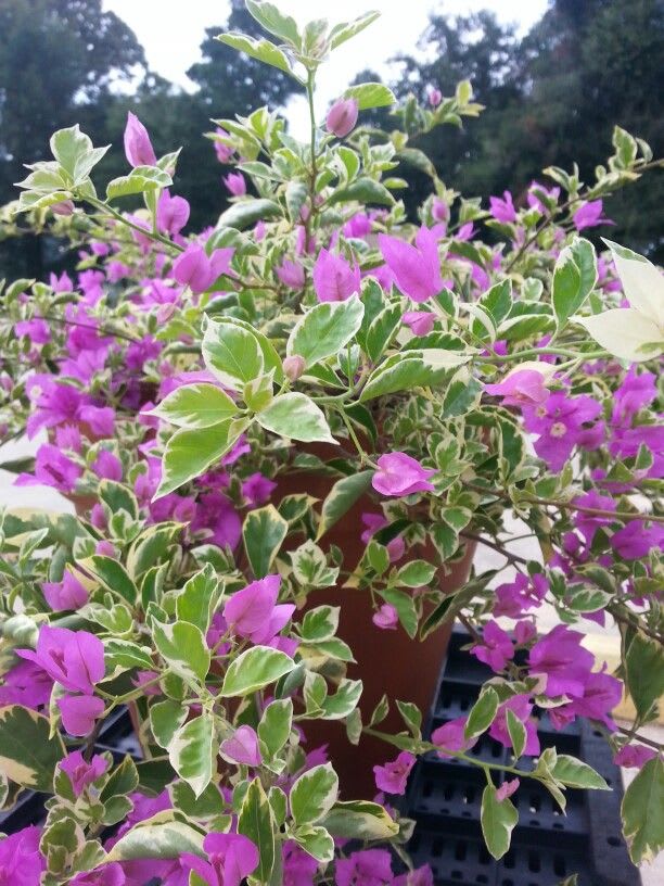 Tigher Brunei Bougainvillea Plant  (Pack Of 1)