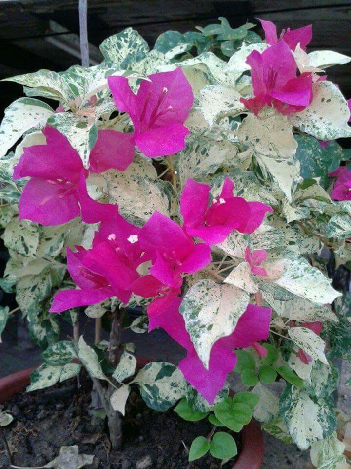 Tigher Brunei Bougainvillea Plant  (Pack Of 1)