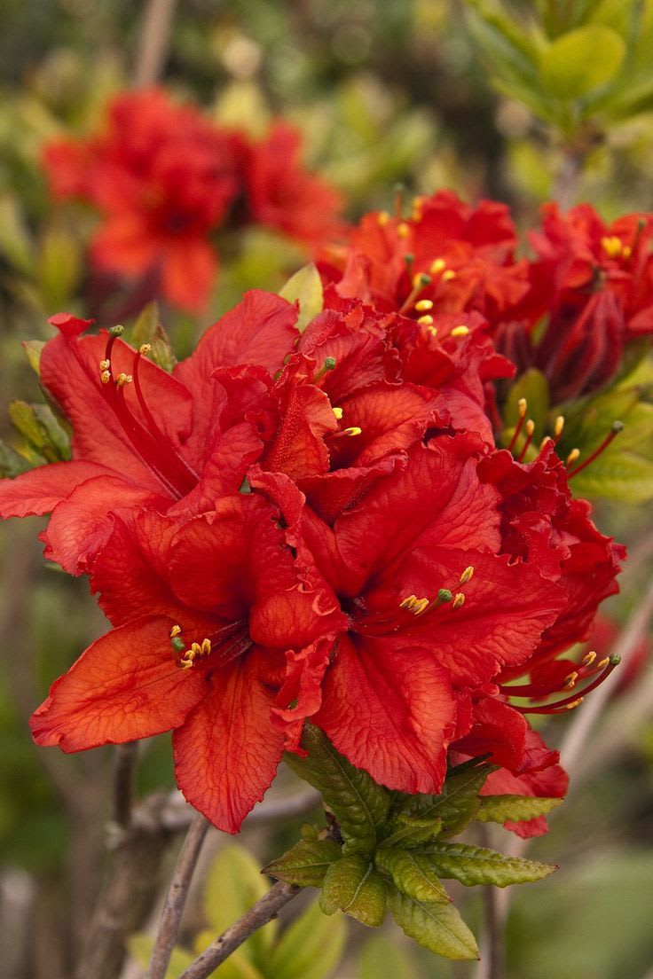 Hybrid Azalea Red Flower Plant (Pack Of-1 )