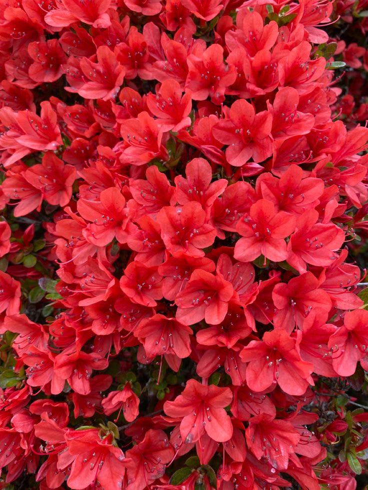 Hybrid Azalea Red Flower Plant (Pack Of-1 )