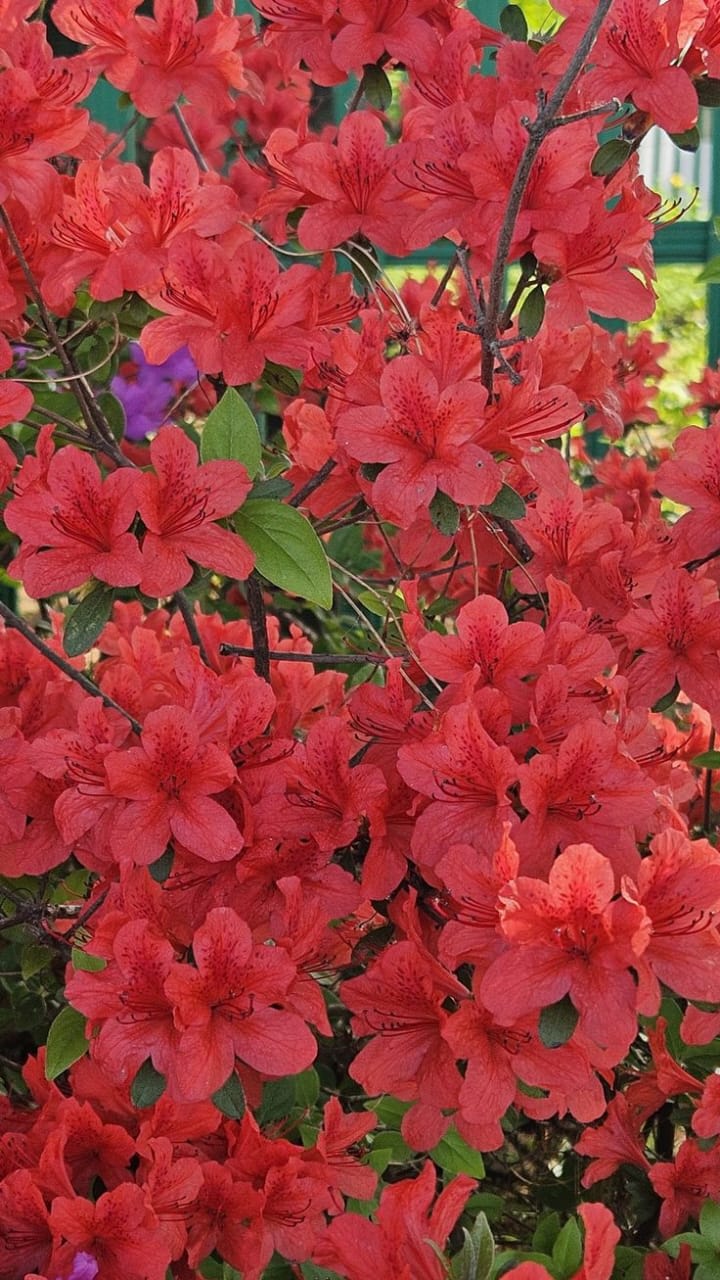 Hybrid Azalea Red Flower Plant (Pack Of-1 )