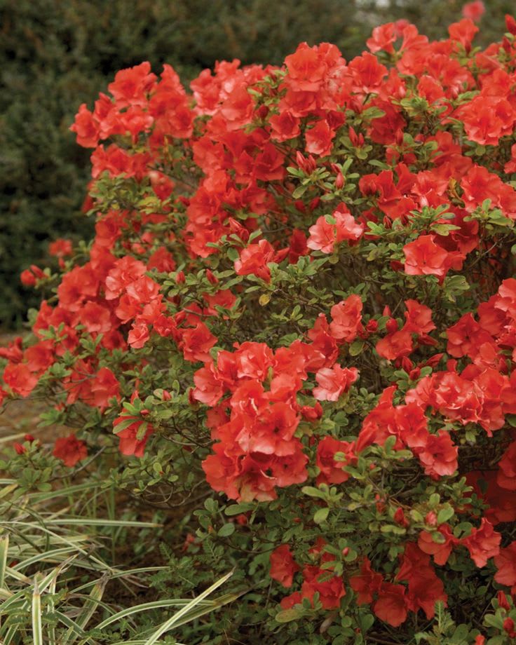 Hybrid Azalea Red Flower Plant (Pack Of-1 )