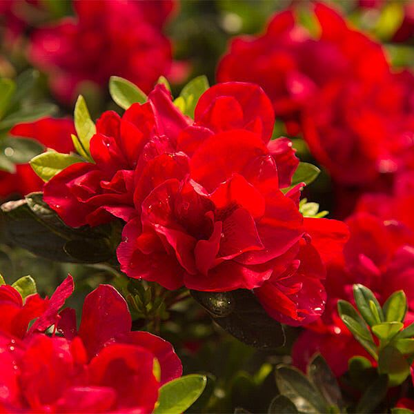 Hybrid Azalea Red Flower Plant (Pack Of-1 )