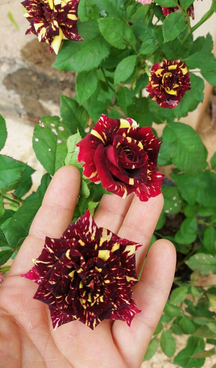 Hybrid Abraka Dabra🌹🌹🌹 Rose Flower Plant (Pack Of 1)